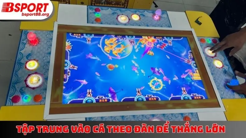 Tập trung vào cá theo đàn để thắng lớn
